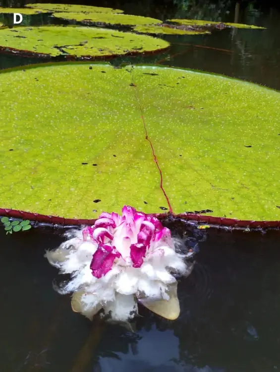 گل نیلوفر آبی (Victoria amazonica) در کنار برگ‌های پهن و سبز روی سطح آب