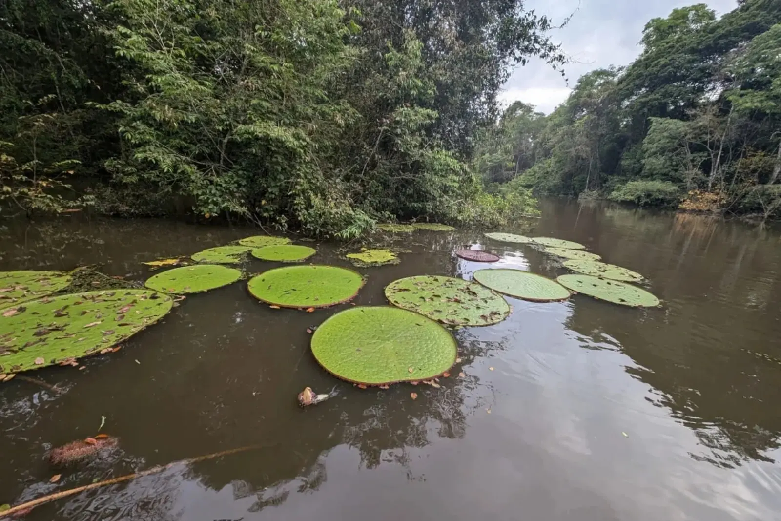 نیلوفر آبی غول‌پیکر (Victoria amazonica) روی سطح آب رودخانه‌ای در میان جنگل