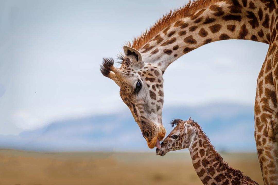 زرافه مادر (Giraffe) در حال لمس کردن بینی زرافه کوچک در طبیعت