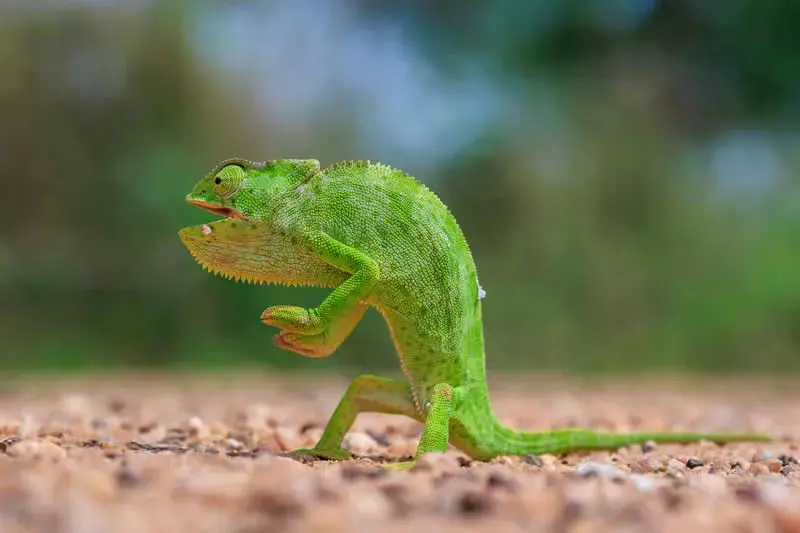 آخوندک سبز (Chameleon) روی زمین خاکی در محیط طبیعی
