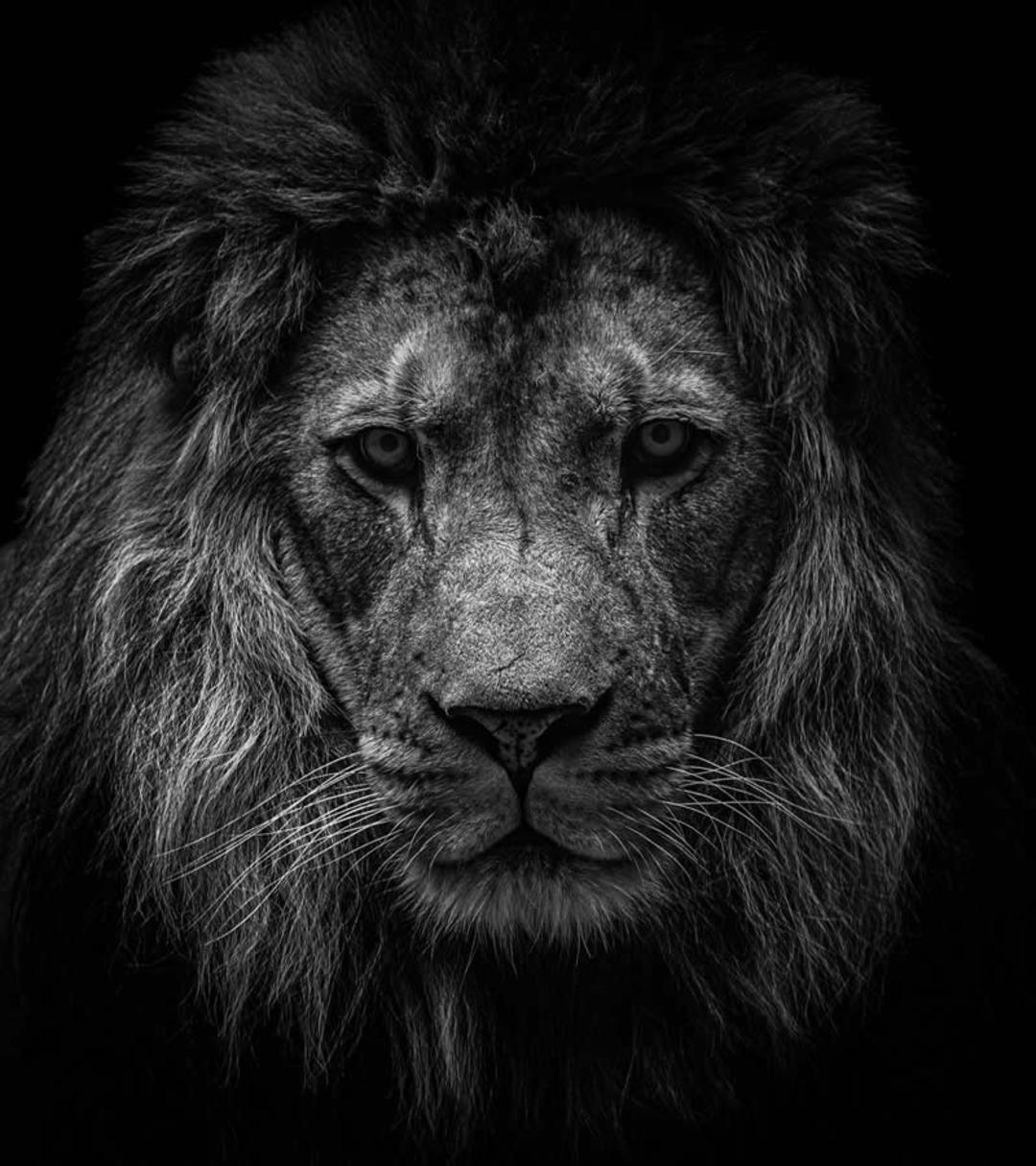 پرتره سیاه‌وسفید از چهره شیر