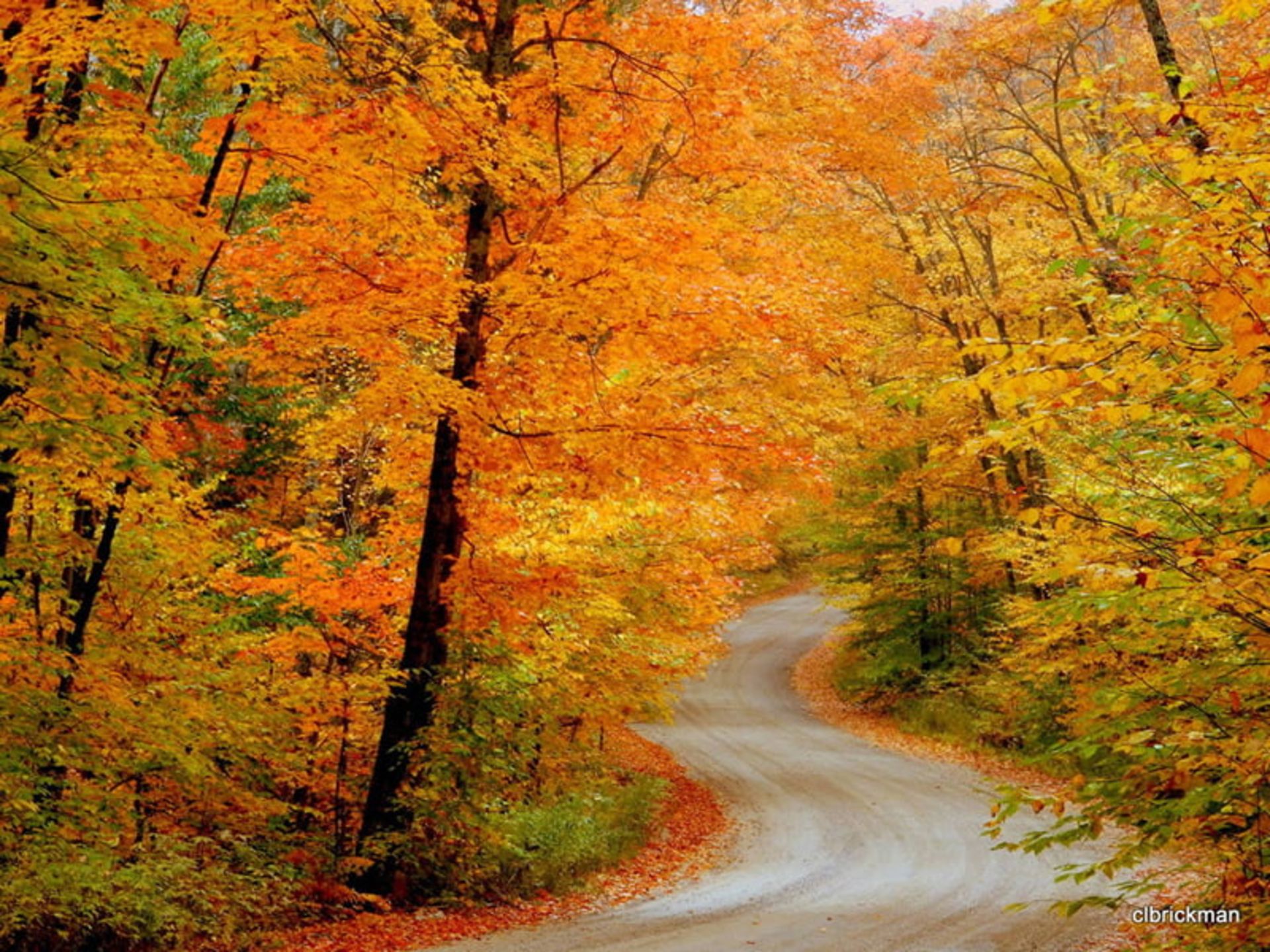 درختان با برگهای زرد پاییزی