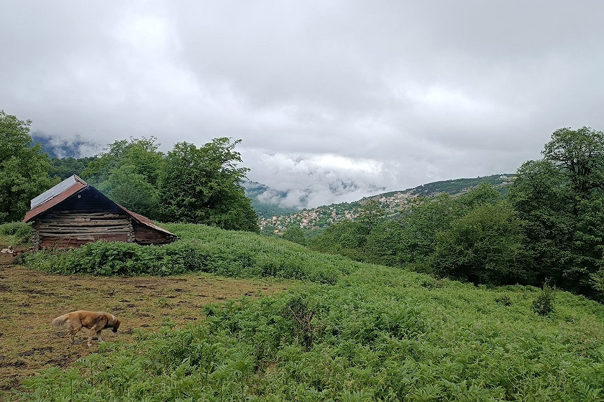 کلبه چوبی در میان دشت سرسبز فیلبند