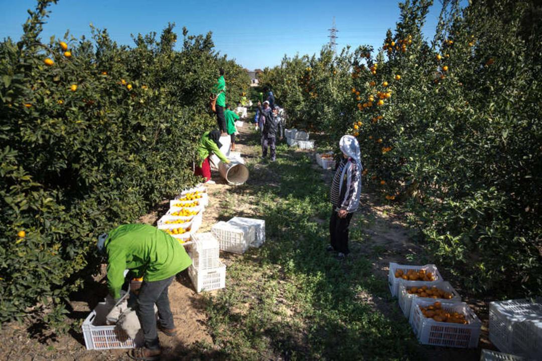 میوه‌های مرکبات در سبدهای پلاستیکی در میان درختان پربار باغ