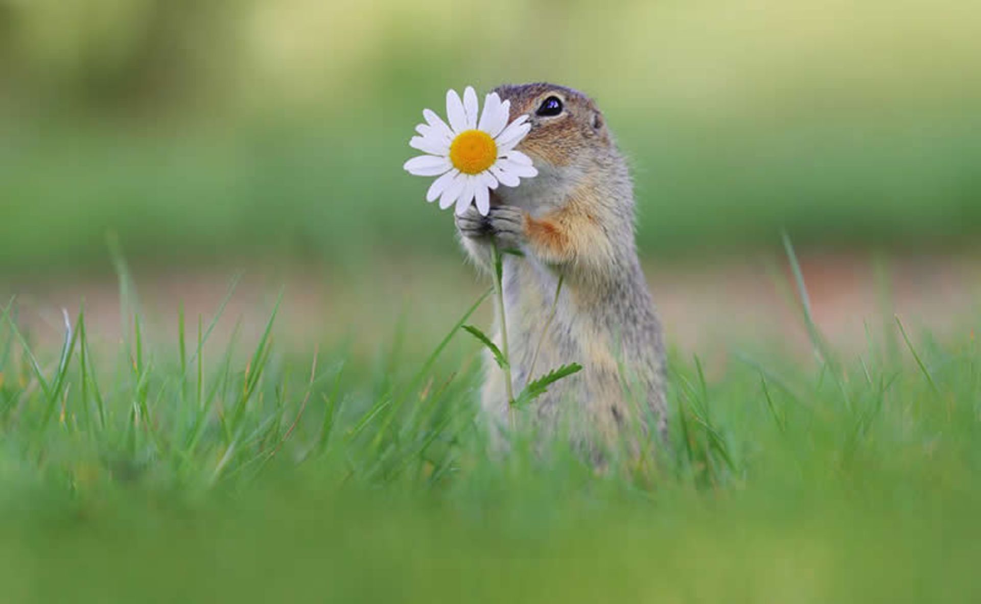 گل سفید در دست سنجاب