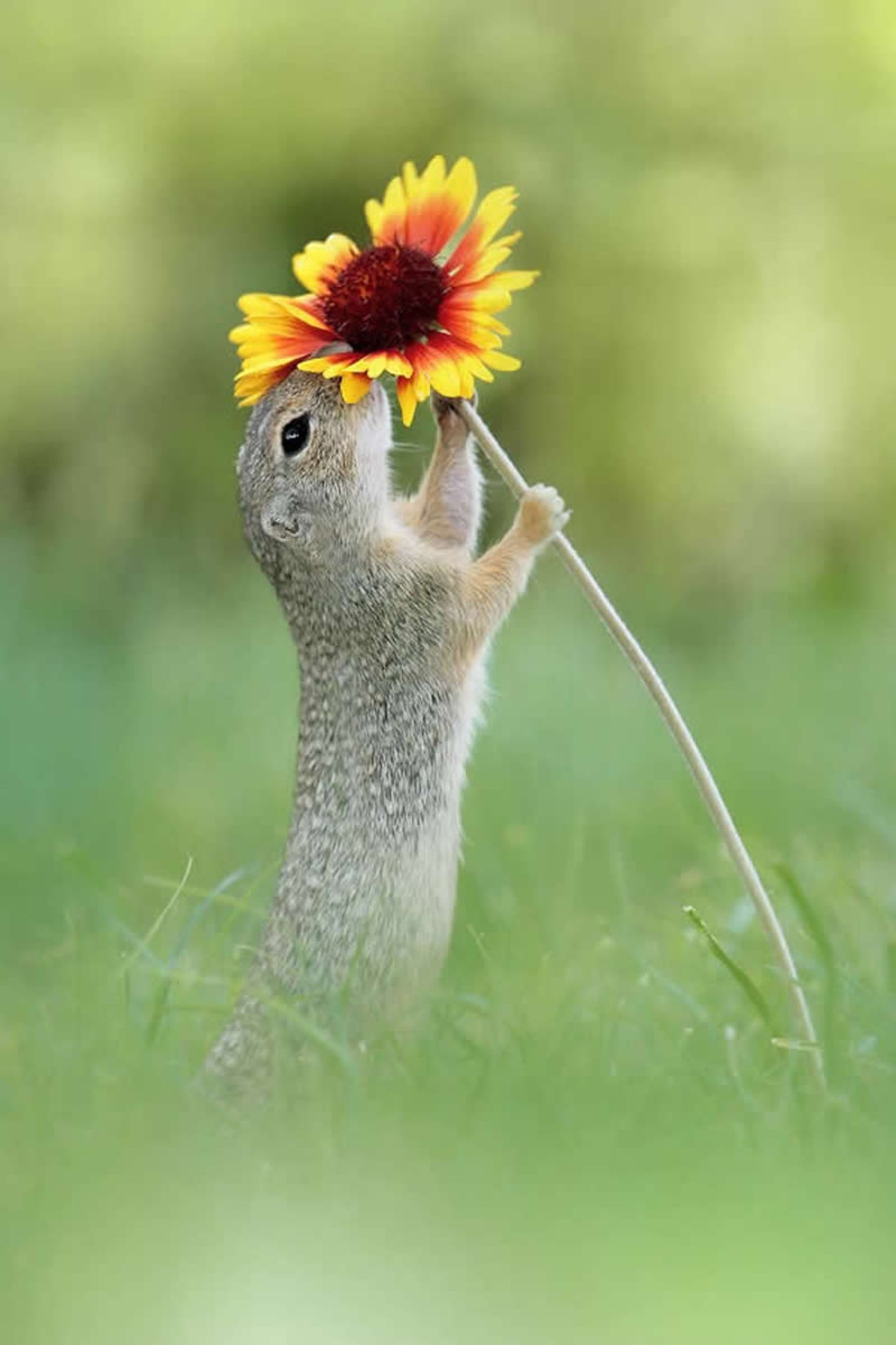 گل زرد در دست سنجاب