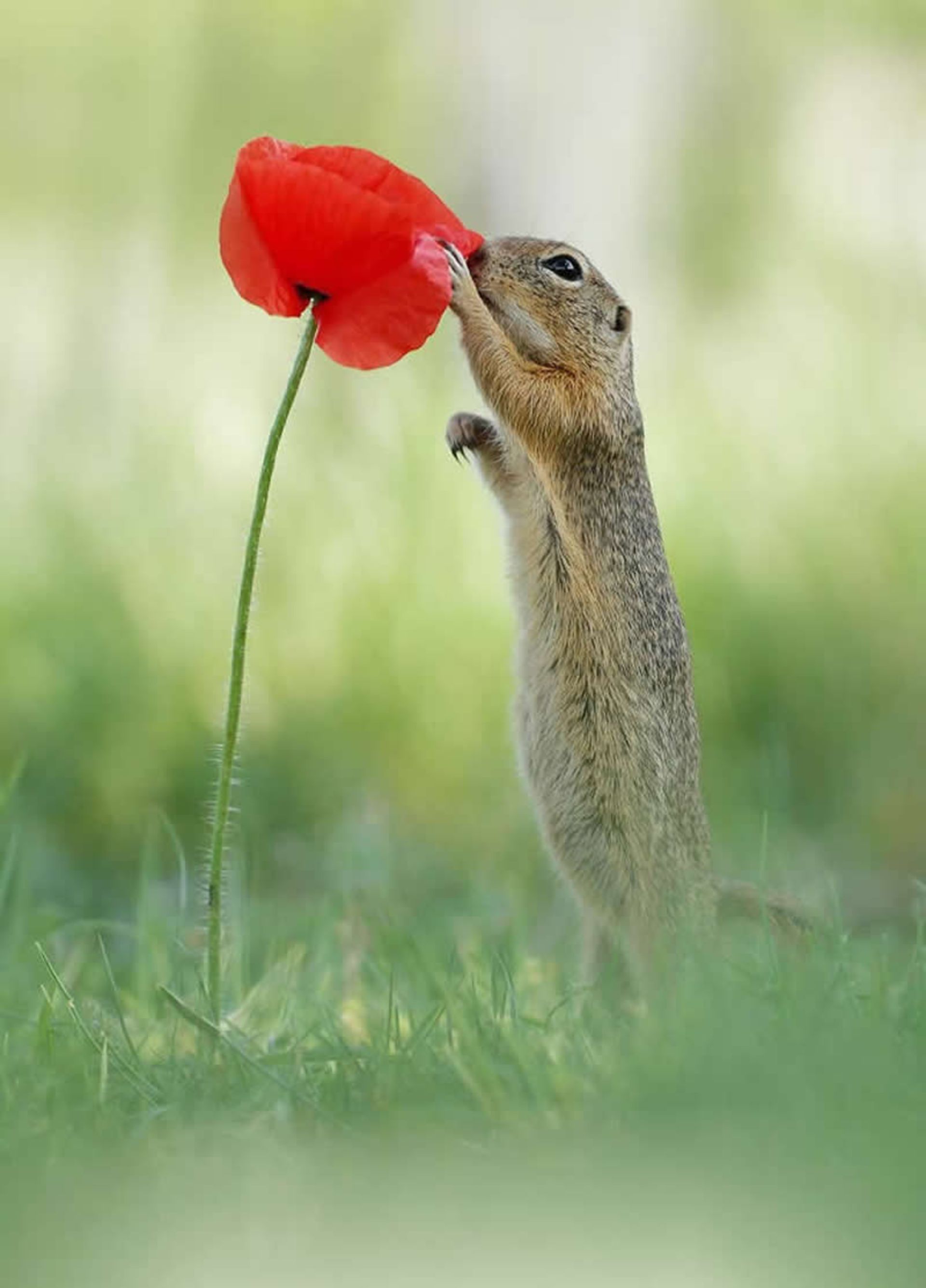 گل سرخ در دست سنجاب