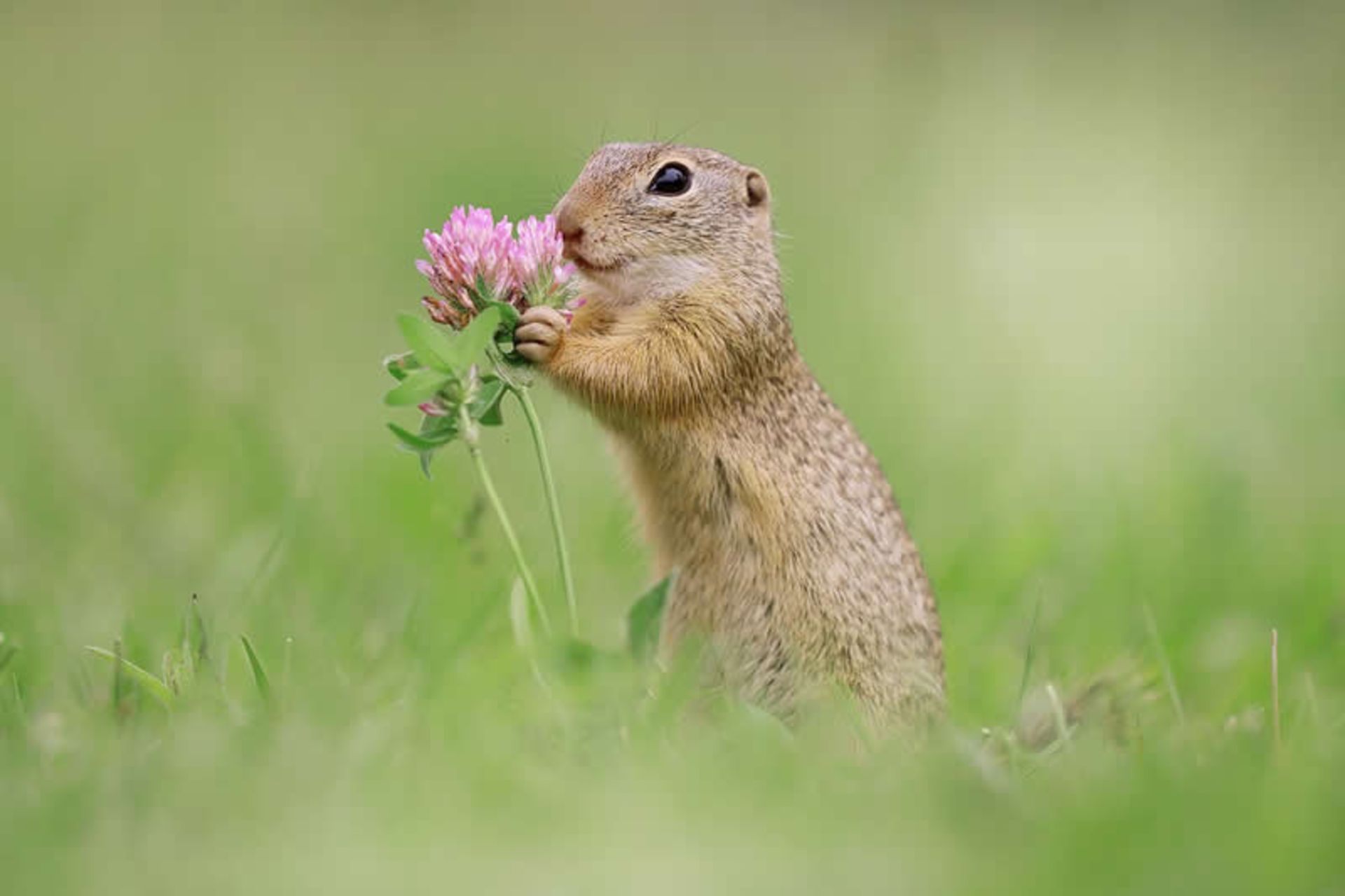گل صحرایی در دست سنجاب