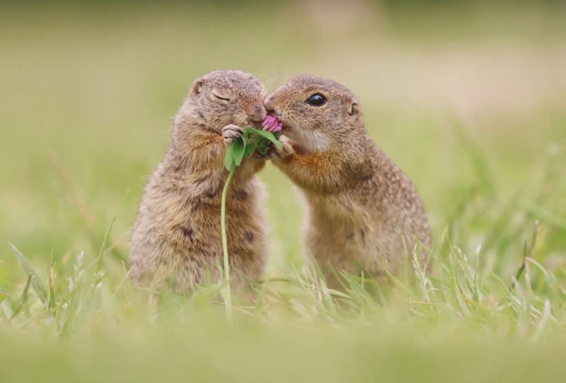 دو سنجاب در حال بو کردن یک شاخه گل