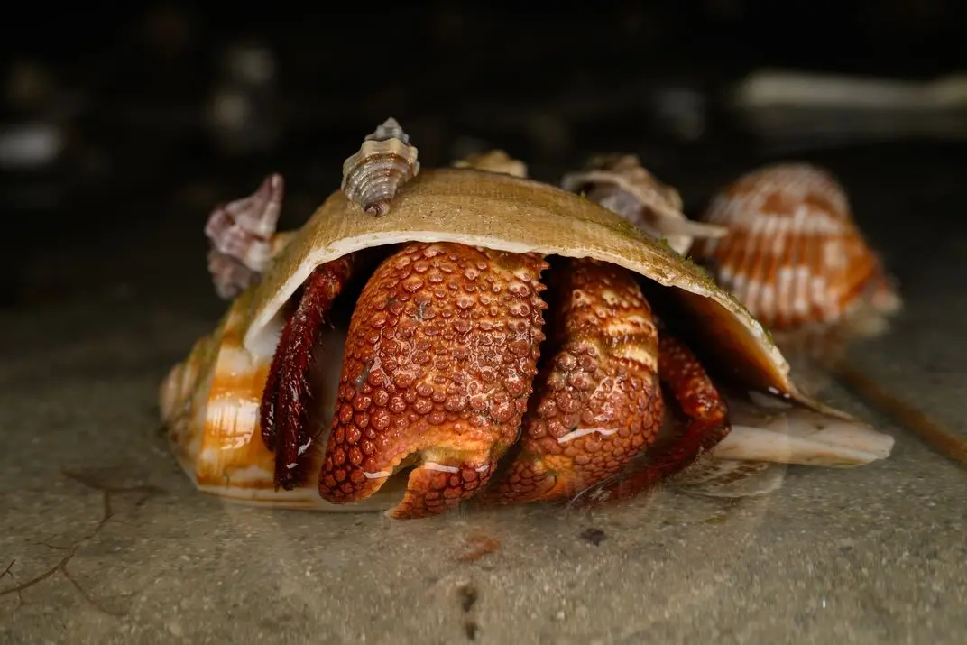 خرچنگ گوشتی (Hermit Crab) درون یک صدف بزرگ با بافت دانه‌دار