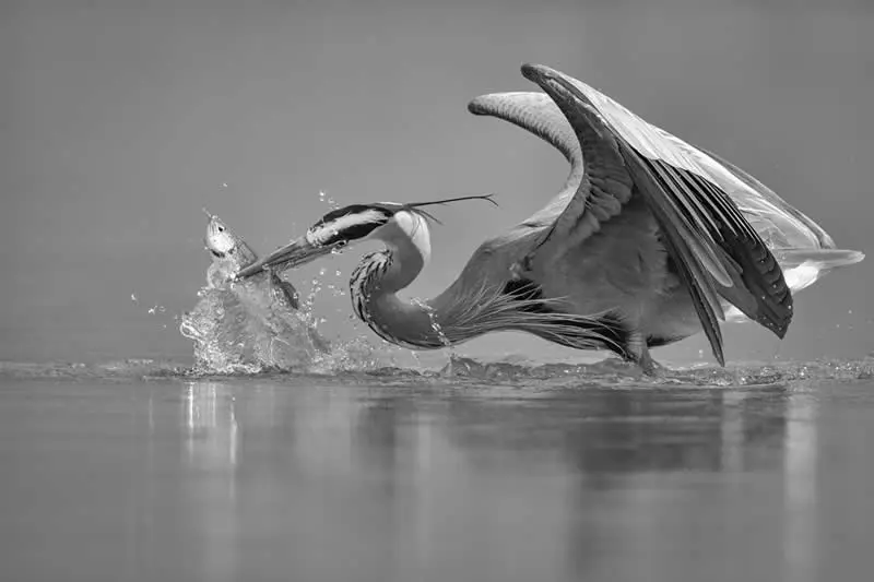 ماهیگیر بزرگ (Great Blue Heron) در حال شکار ماهی از سطح آب