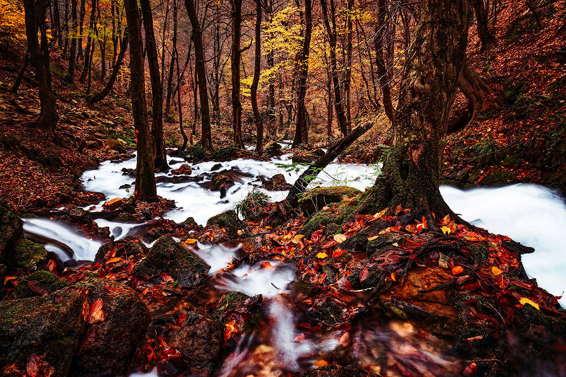 منظره پاییزی جنگل های اطراف رودبار