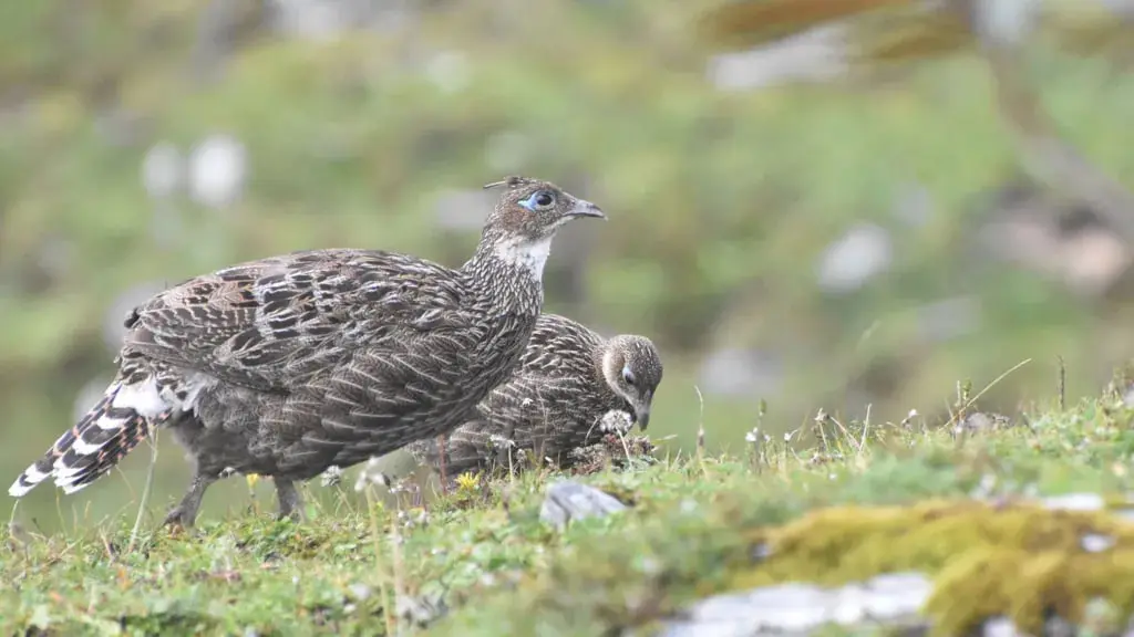 پرنده هیمالیا (Himalayan Monal) در حال حرکت روی زمین در محیط کوهستانی