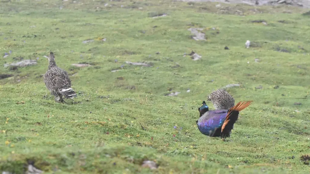 پرنده هیمالیا (Himalayan Monal) نر و ماده در دشت سبز