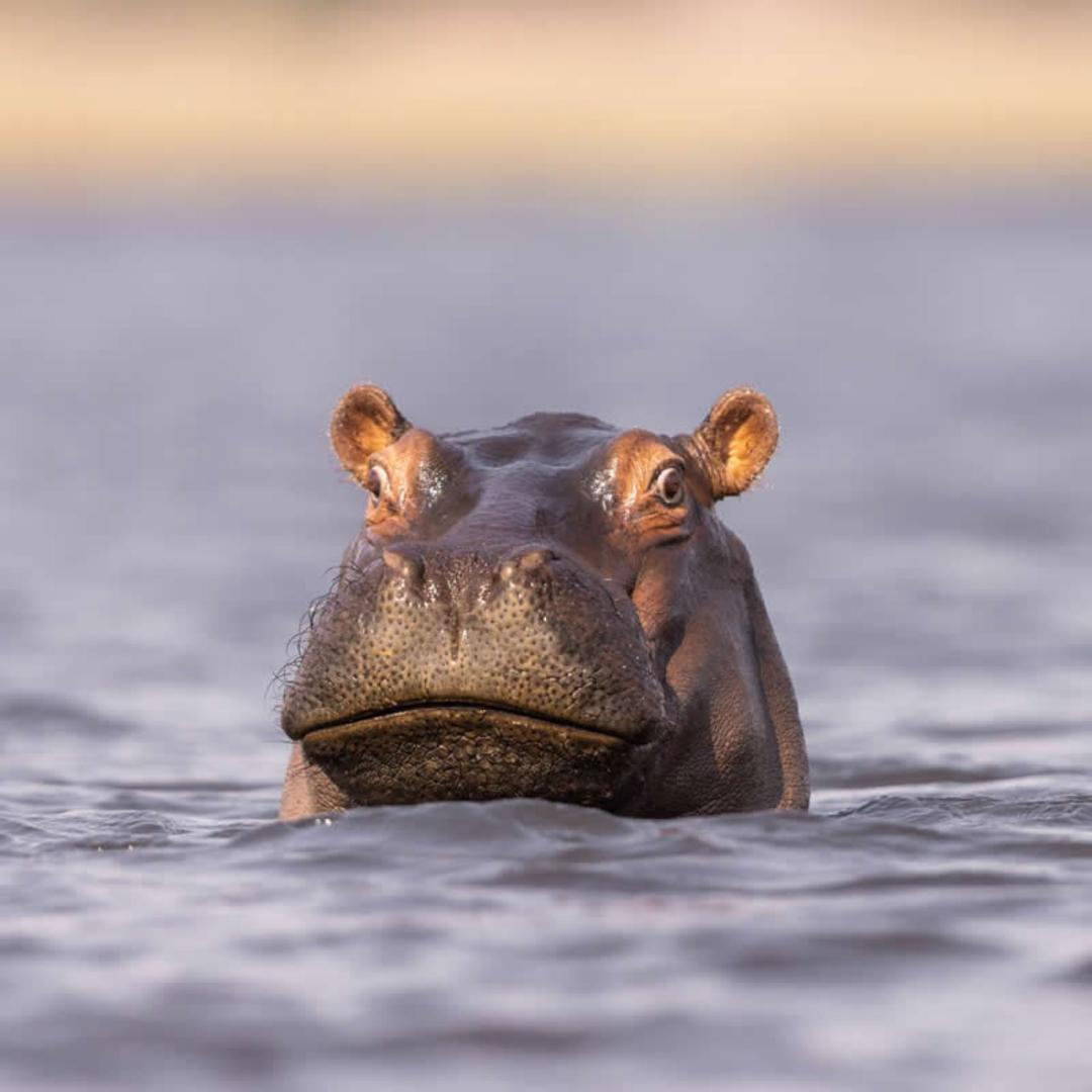 اسب آبی (Hippopotamus) در میان آب‌های آرام رودخانه