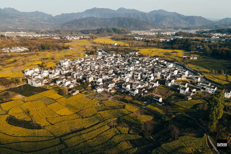 روستای تاریخی با خانه‌های سفید در میان مزارع زرد رنگ چین