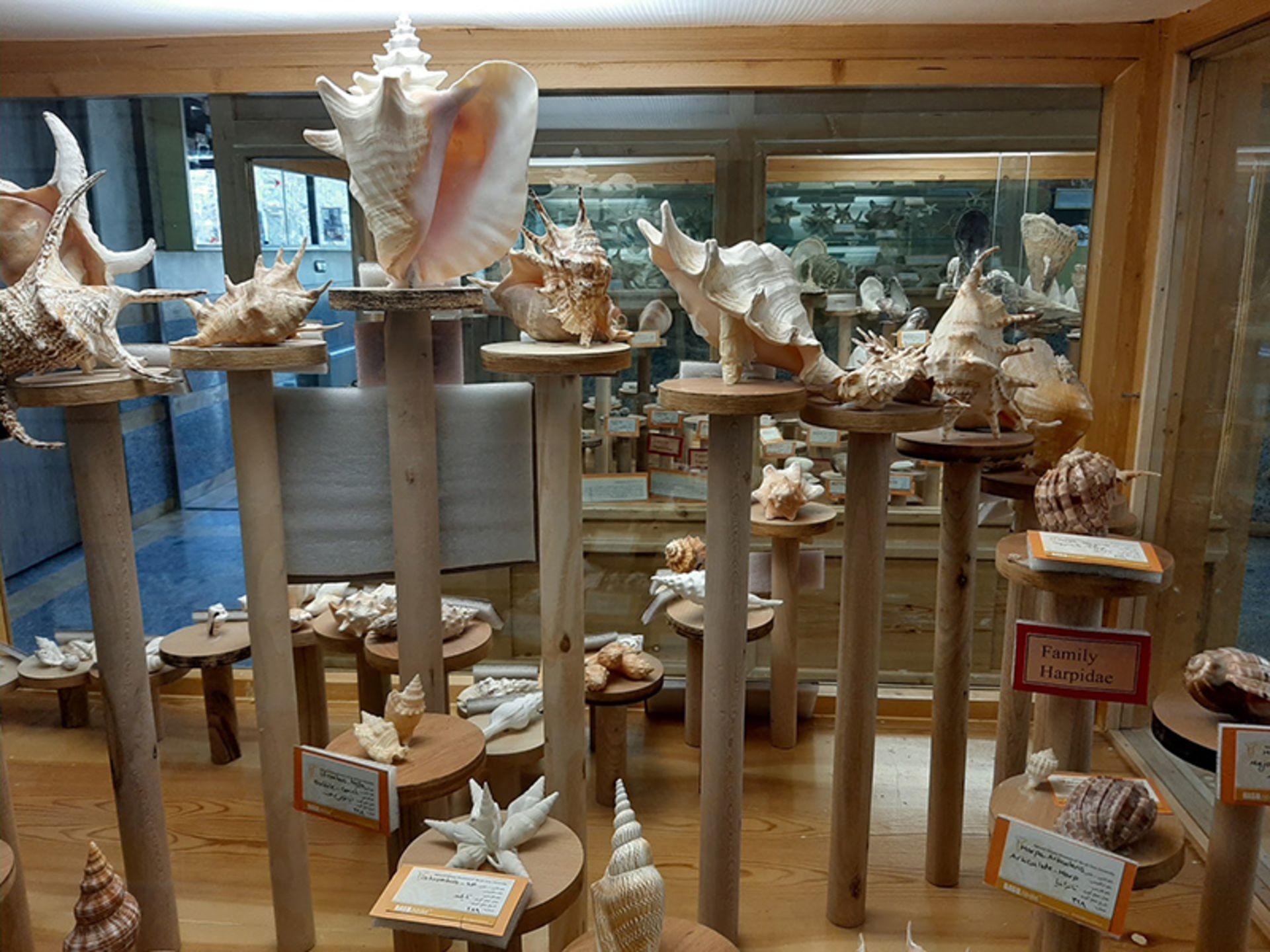 فسیل های تاریخی در موزه تاریخ طبیعی همدان