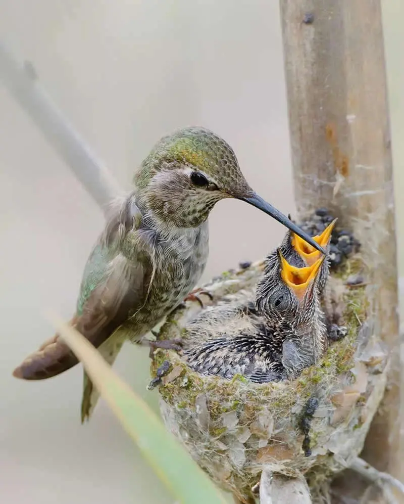 مرغ مگس‌خوار (Hummingbird) در حال تغذیه دادن به جوجه در لانه