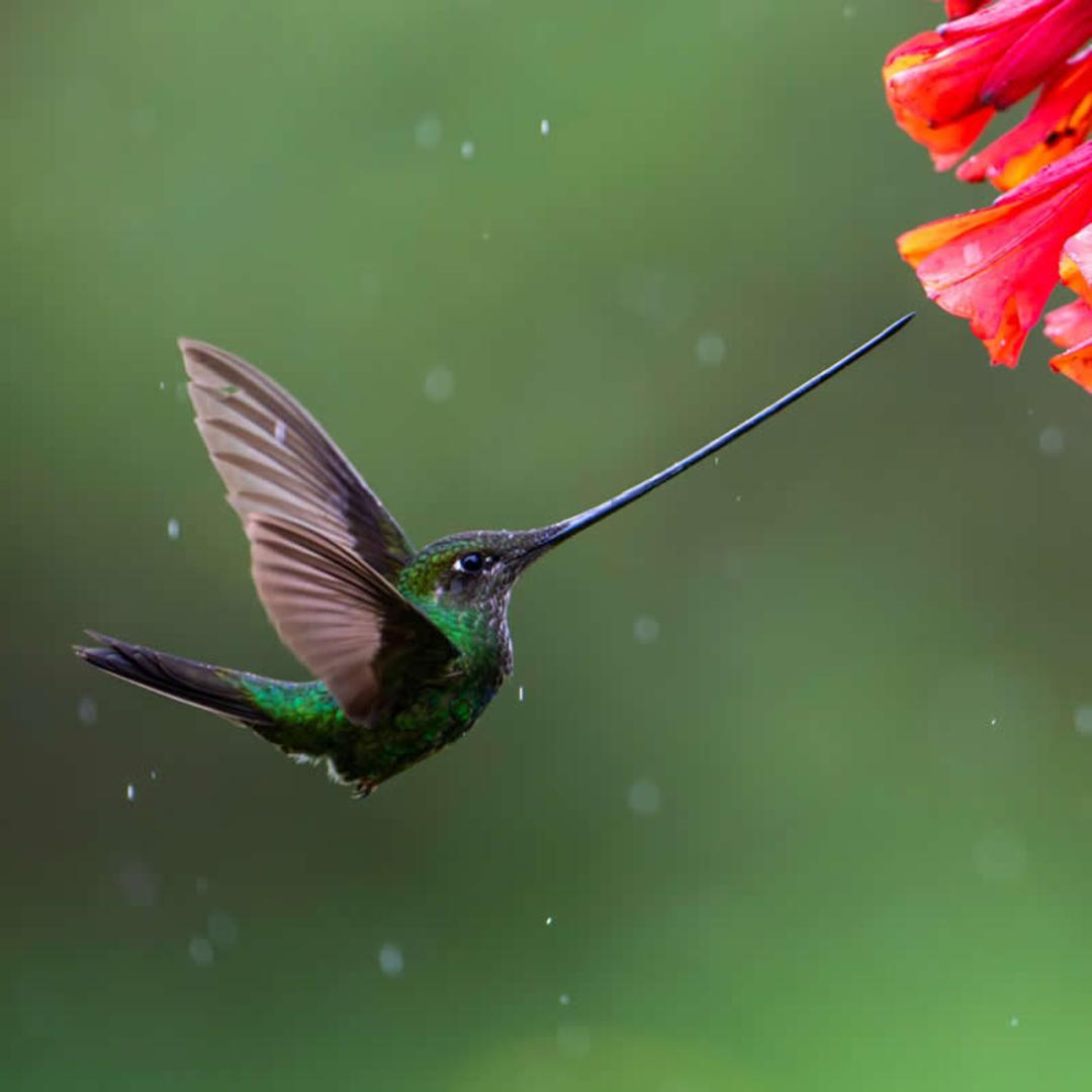 مرغ مروارید (Hummingbird) در حال پرواز نزدیک گل‌های قرمز رنگ