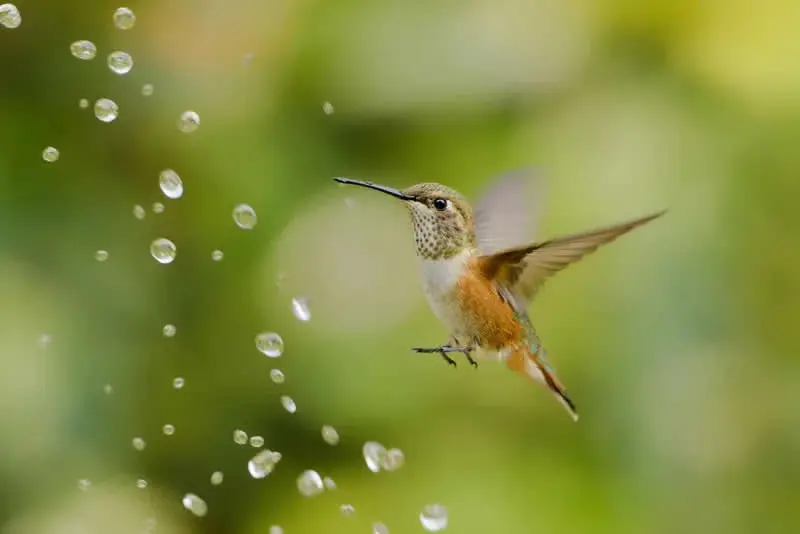 مرغ مگس‌خوار (Hummingbird) در حال پرواز میان قطرات معلق آب