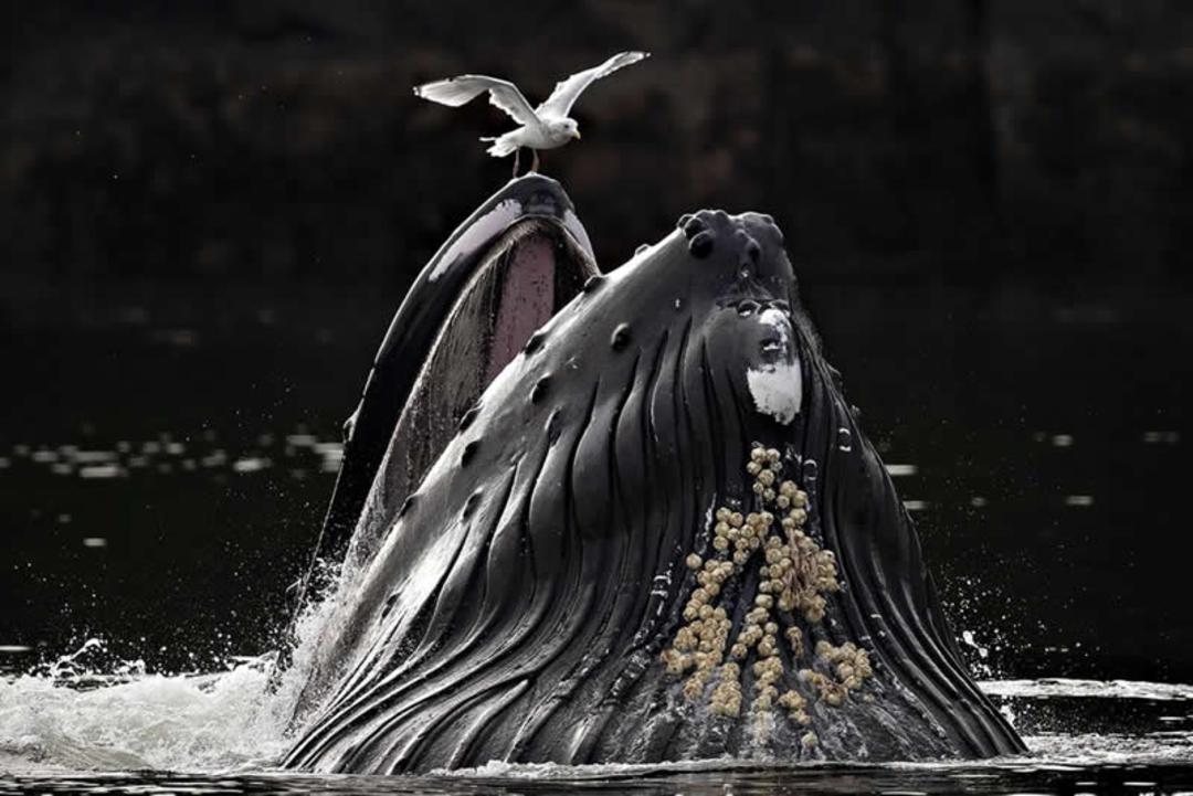 نهنگ کوهستان (Humpback Whale) با دهان باز از سطح آب بیرون آمده است