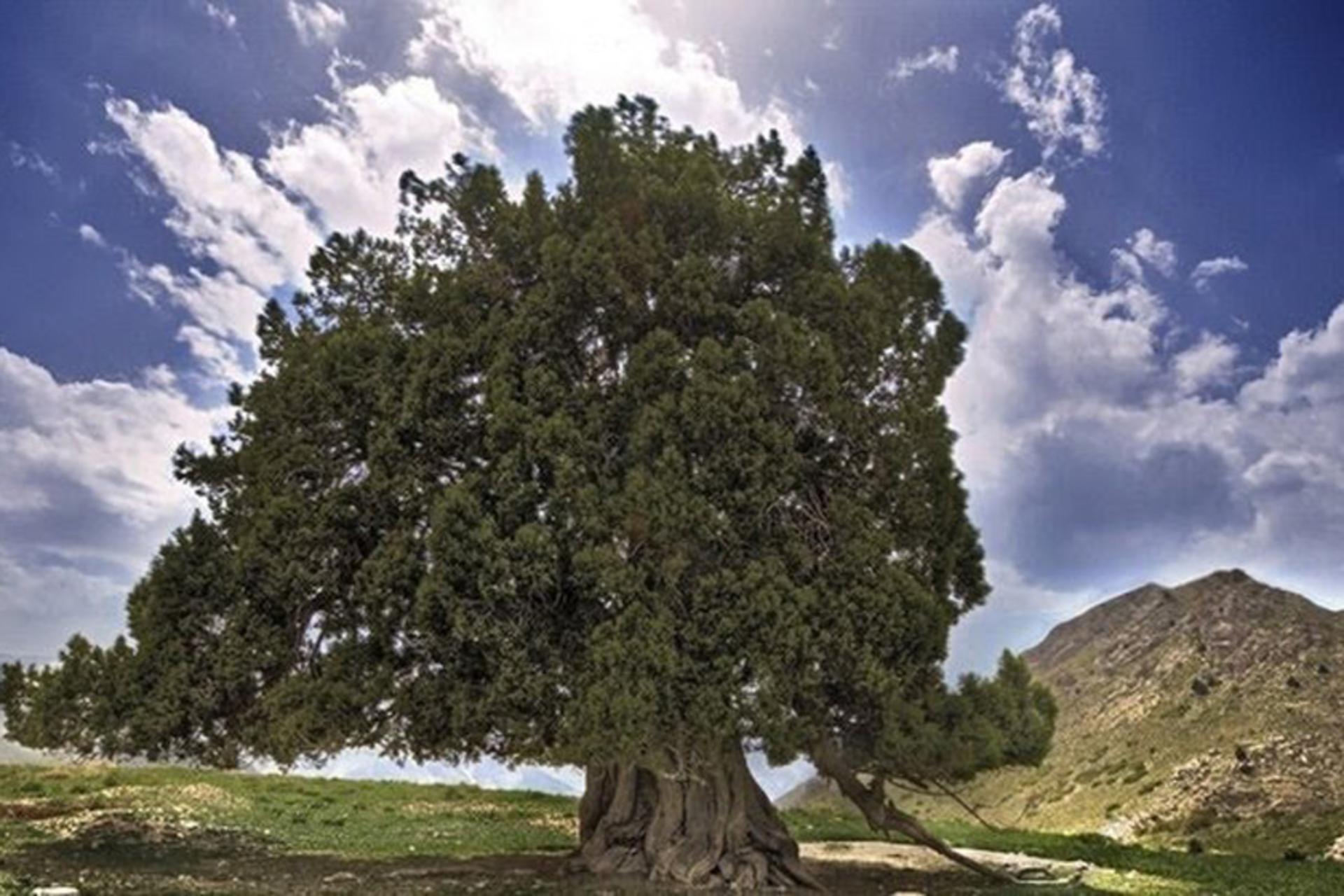 درخت ۴ هزار ساله ارس مراد