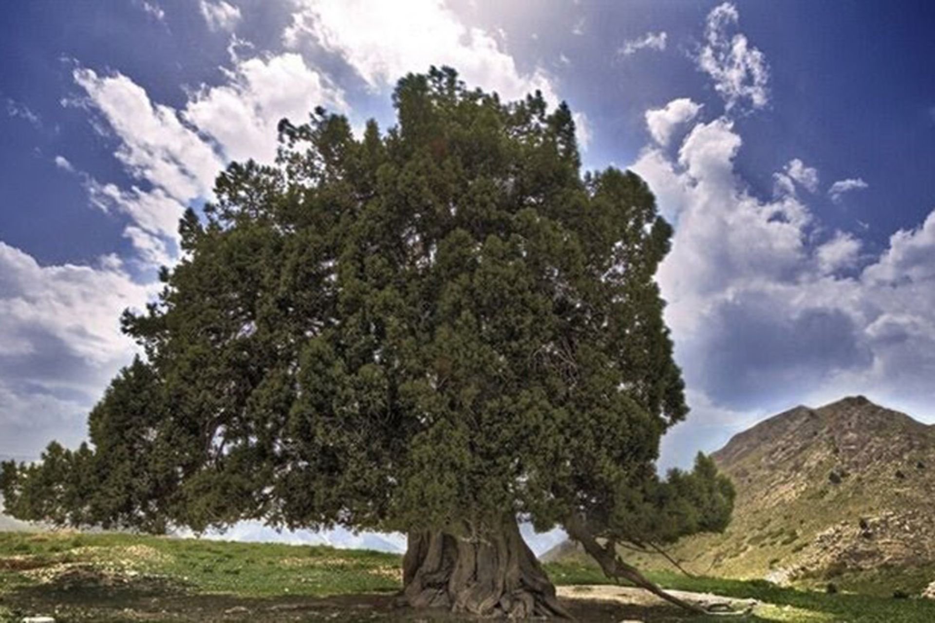 درخت ۴ هزار ساله ارس مراد