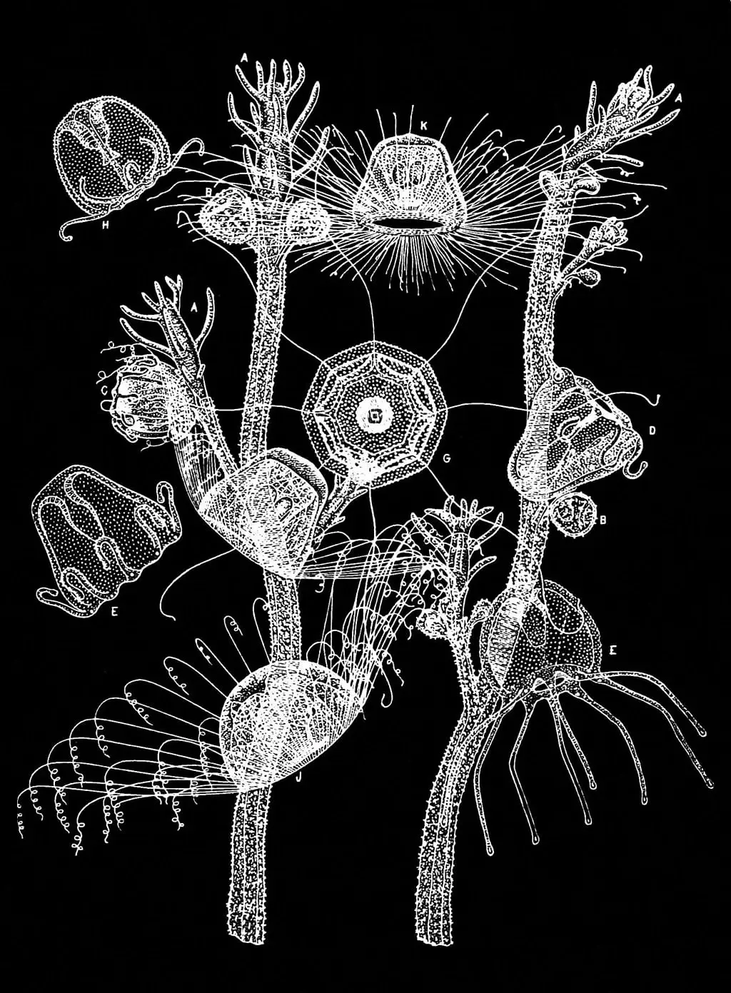 نمای شماتیک از مراحل زندگی و اجزای بدن عروس دریایی نامیرا (Turritopsis dohrnii)