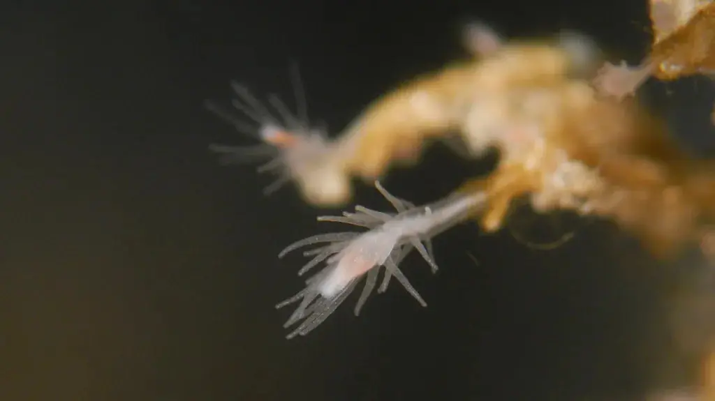 عروس دریایی نامیرا (Turritopsis dohrnii) روی بافت مرجانی در اقیانوس