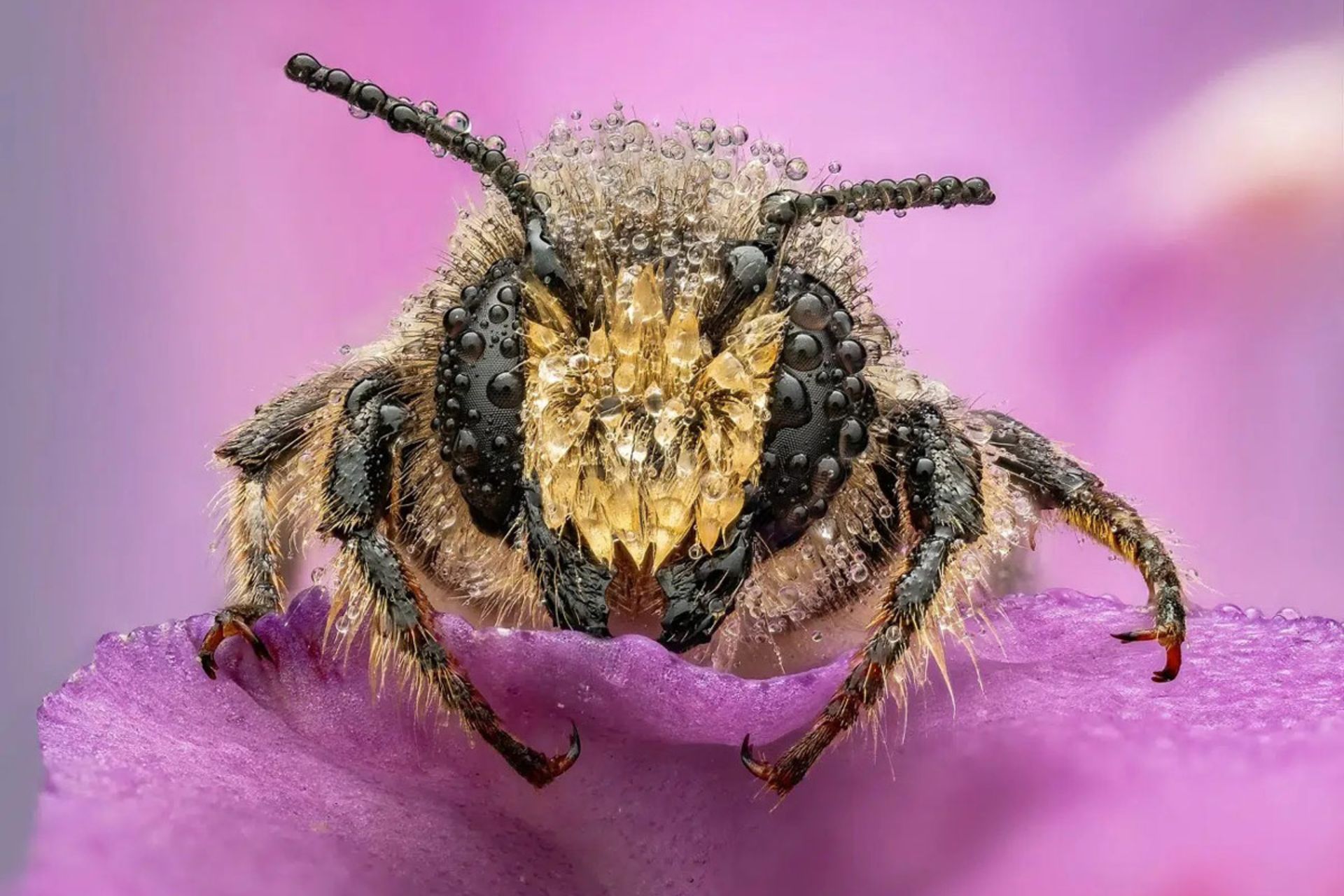 عکس کلوزآپ یک زنبور