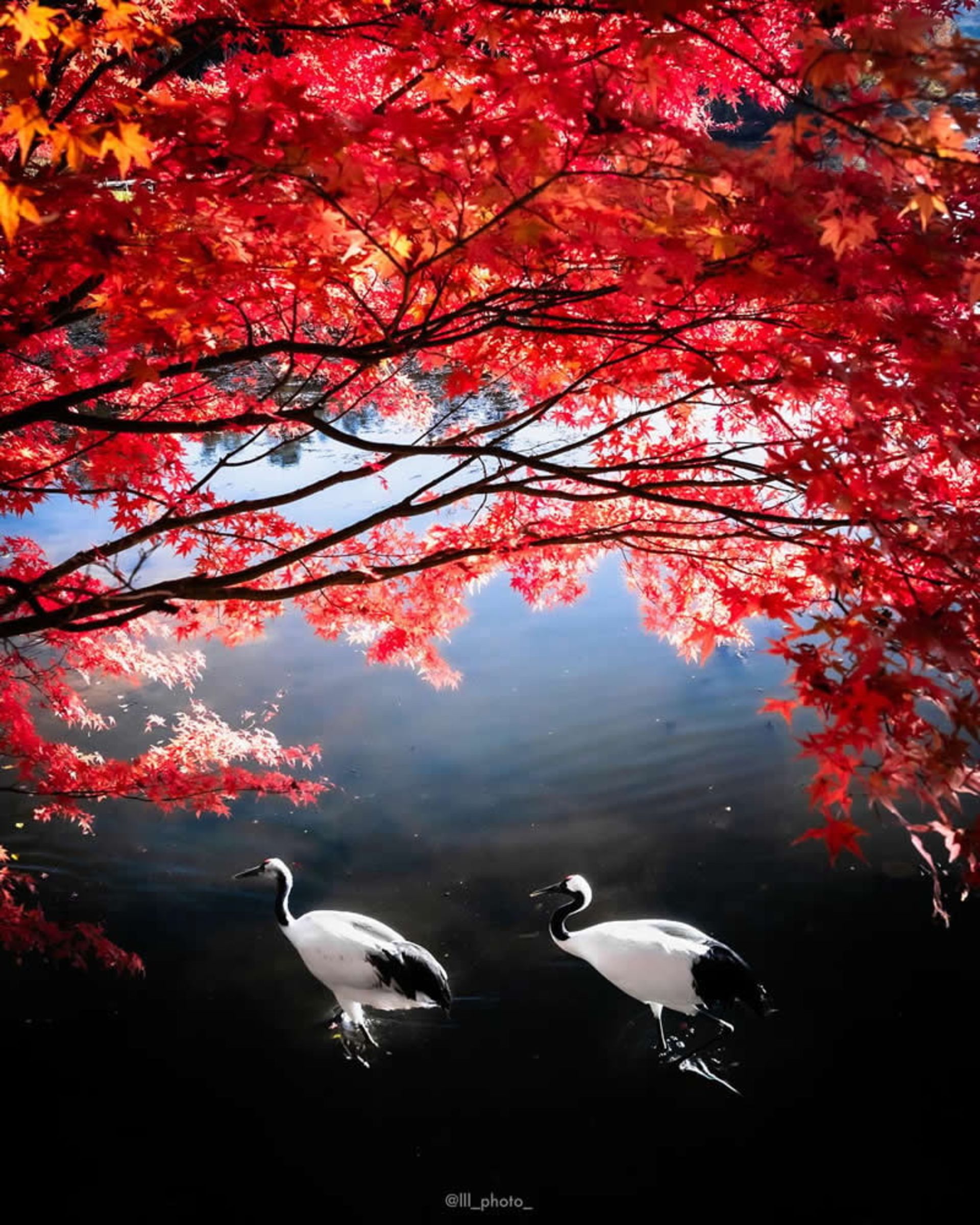 شنای دو درنای سفید و سیاه در منظره پاییزی