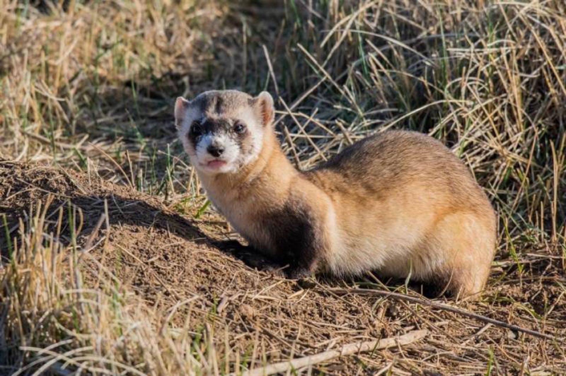 راسوی پاسیاه در طبیعت