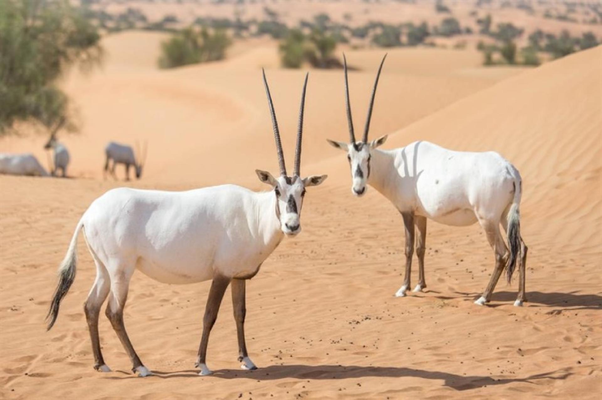 اوریکس عربی در طبیعت