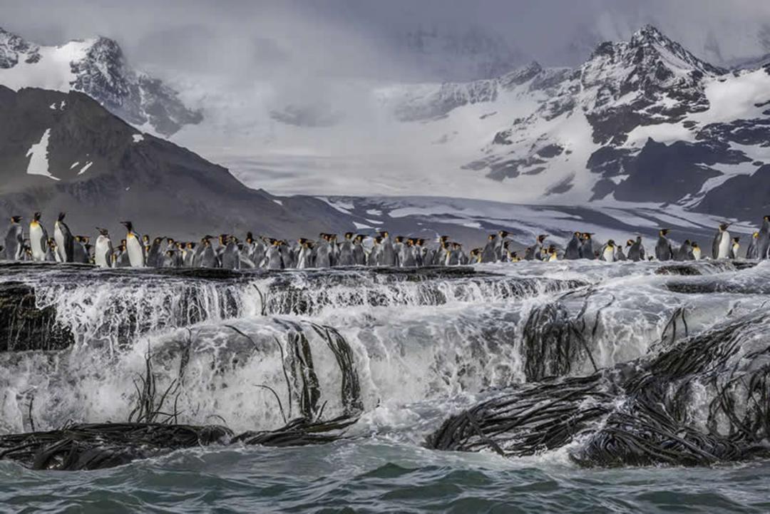گروه پنگوئن‌های شاه (King Penguin) در کنار آبشار میان کوه‌های برفی