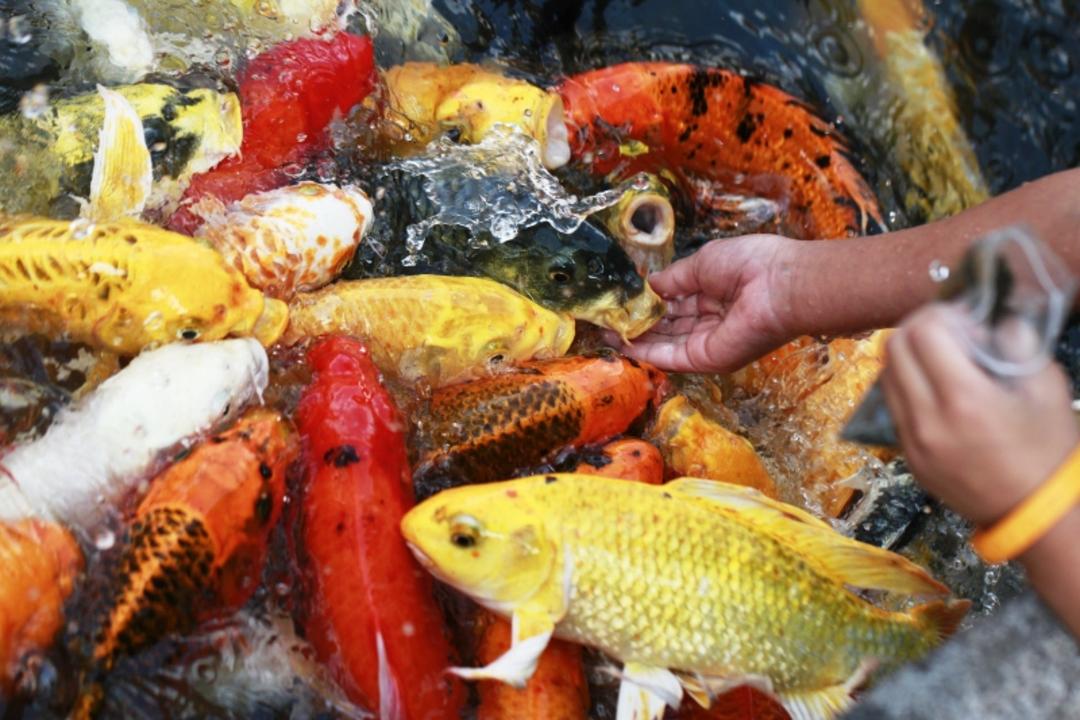غذا دادن به ماهی های آکواریوم بندر انزلی
