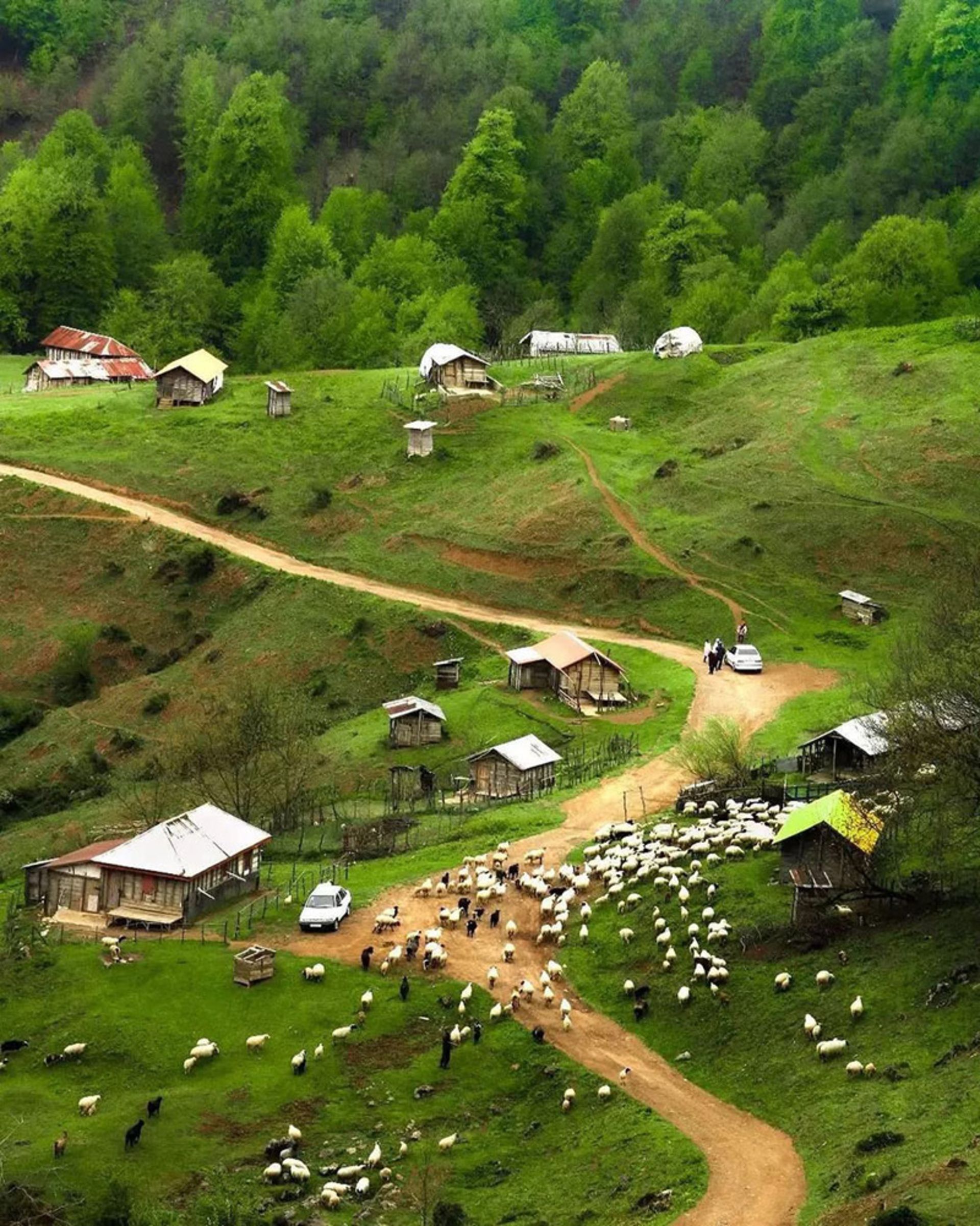 چرای دام ها در ییلاق تلارگاه