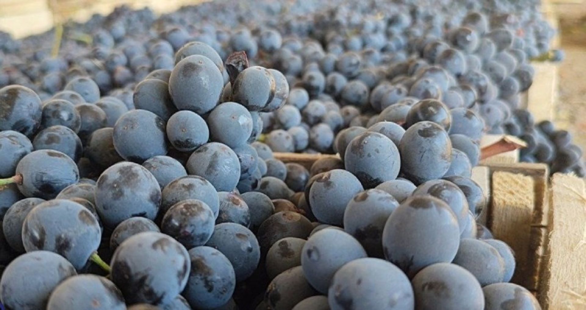 جعبه های انگور سیاه مریوان