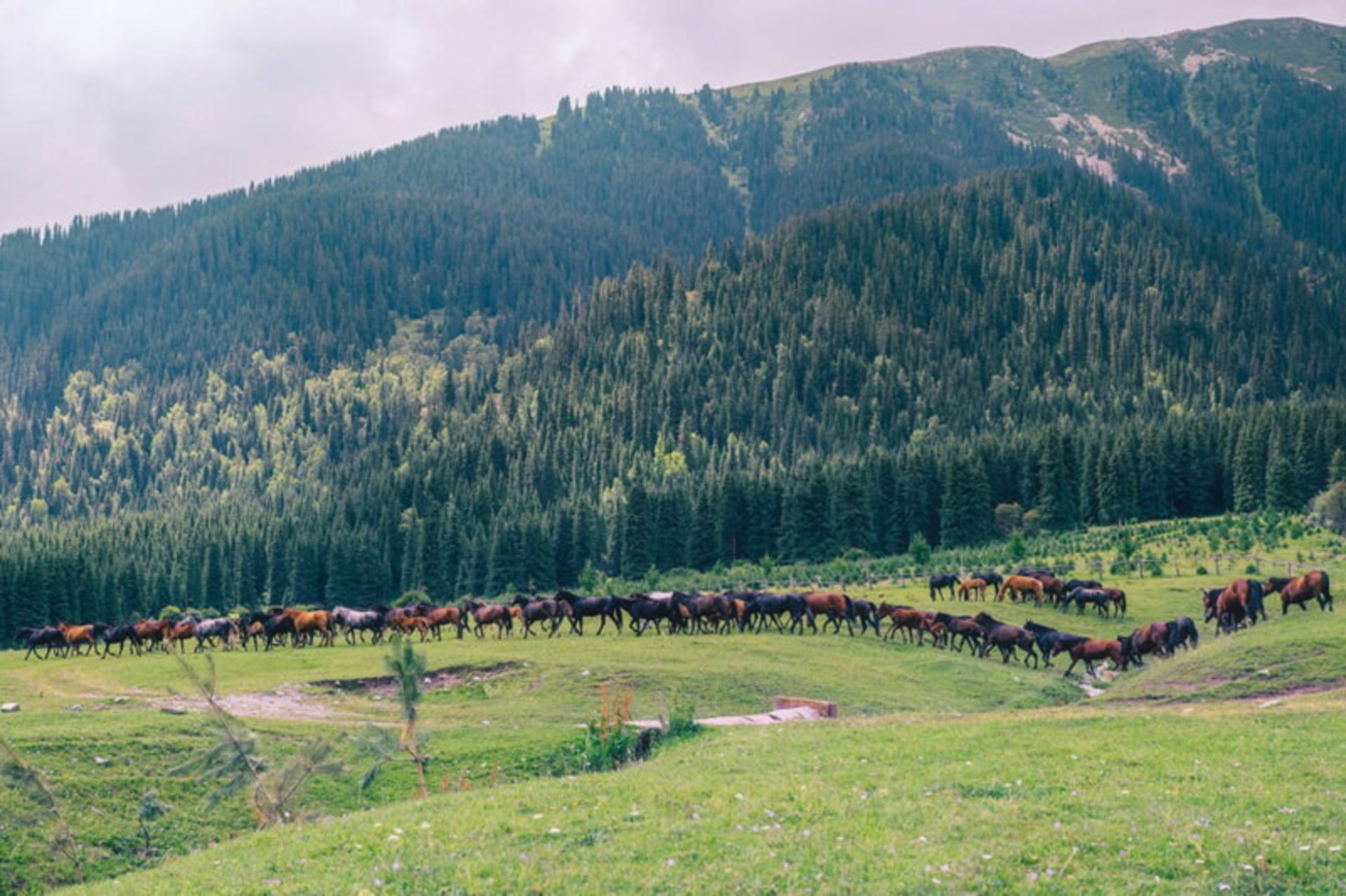 منظره کوهستانی و سرسبز قرقیزستان