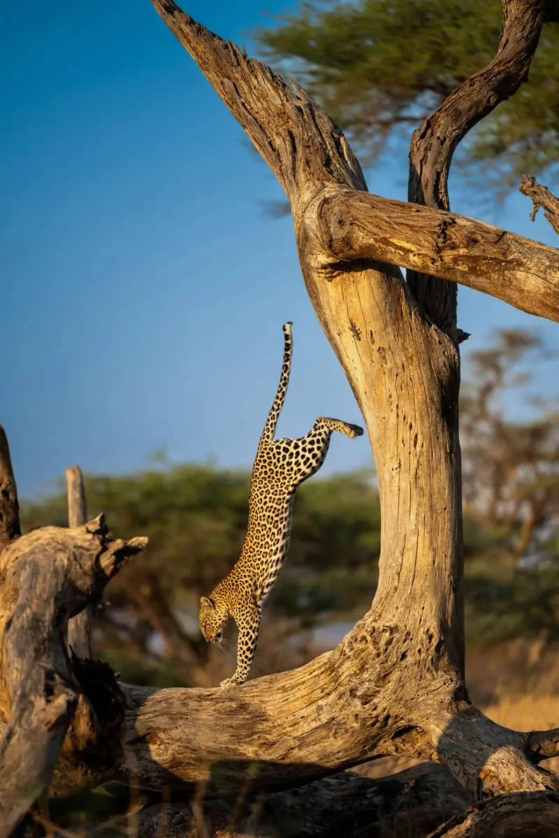 پلنگ (Leopard) با بدن کشیده روی شاخه درخت در طبیعت