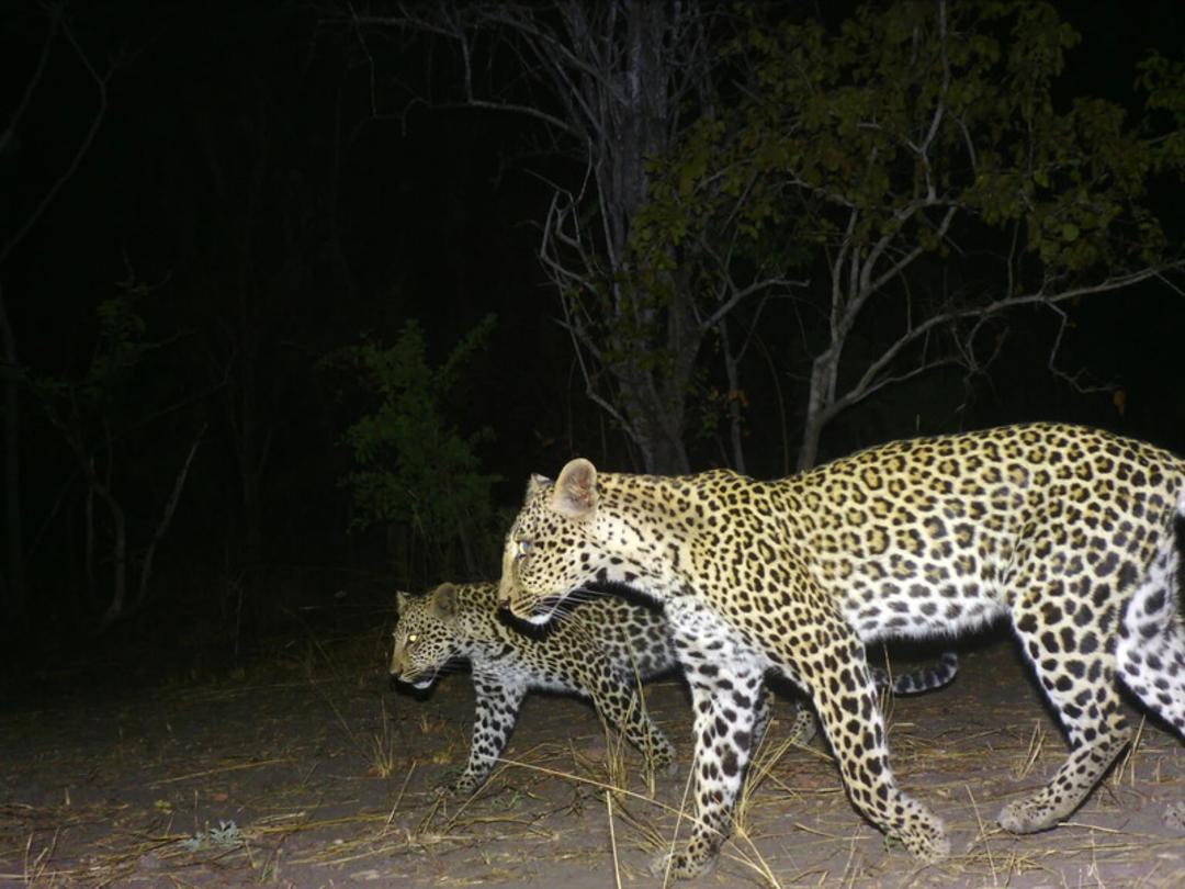 دو پلنگ (Leopard) در حال حرکت در طبیعت تانزانیا در شب