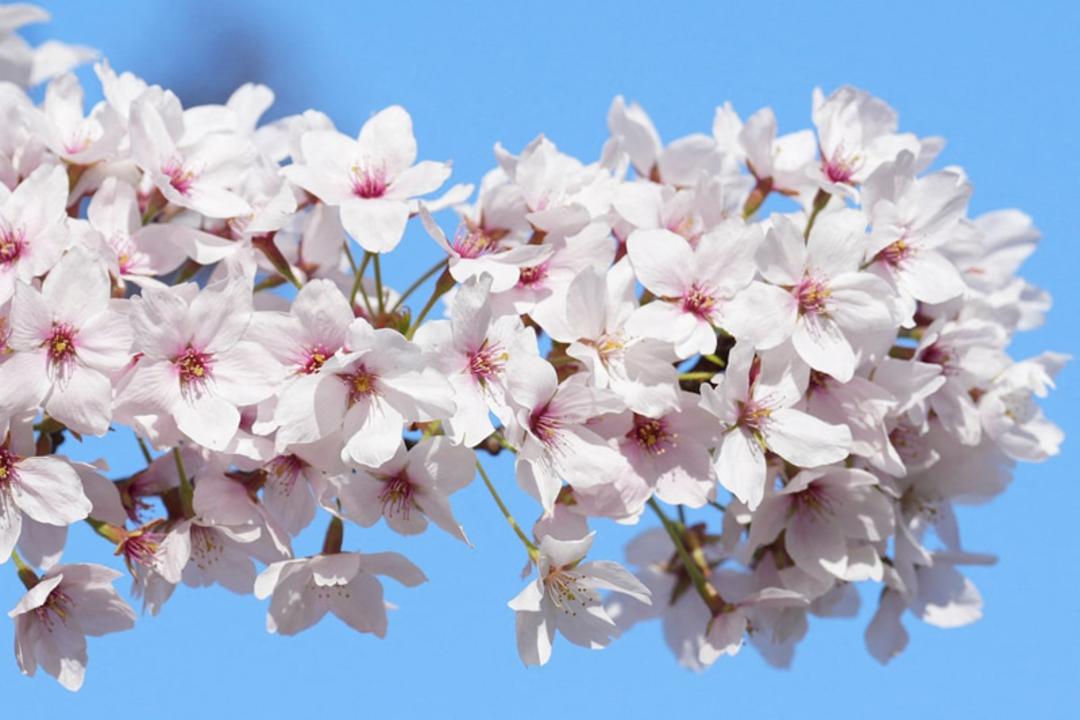 شکوفه های گیلاس در لندن