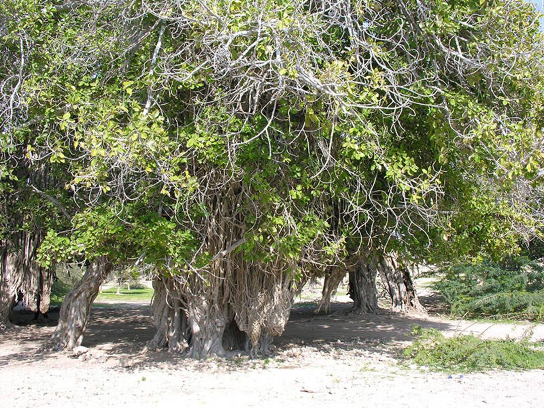 درختان مکرزن در روستای رمین
