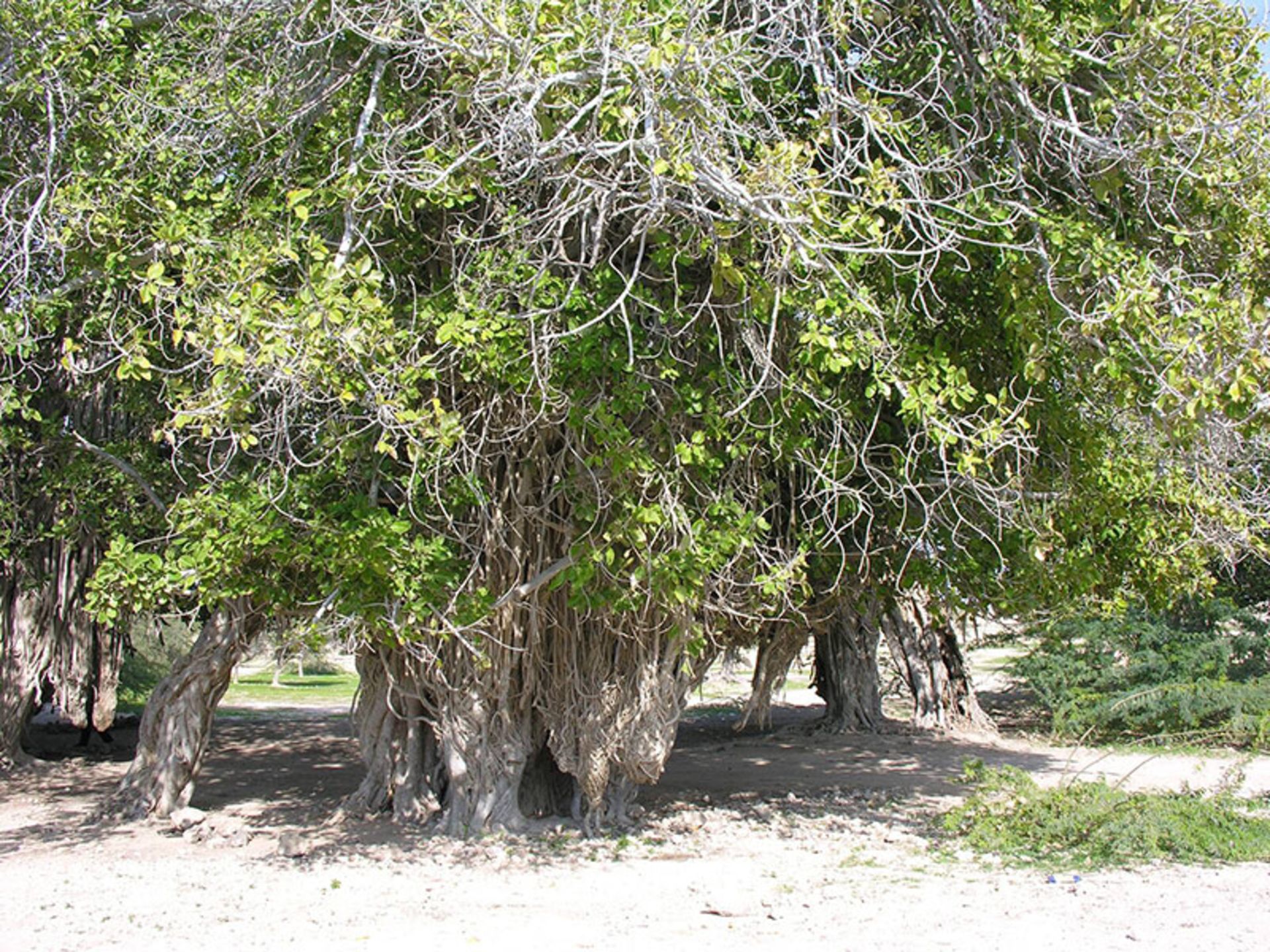 درختان مکرزن در روستای رمین