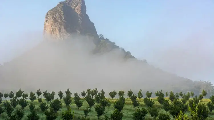 درختان آجیل ماکادمیا (Macadamia) در مزرعه‌ای در برابر کوه مه‌آلود