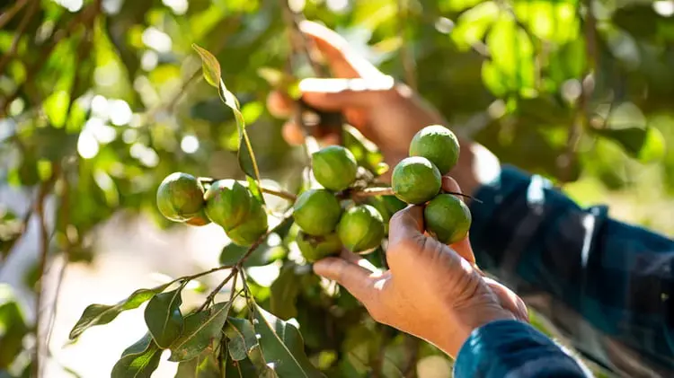 میوه‌های سبز آجیل ماکادمیا (Macadamia) روی شاخه‌های درخت در مزرعه