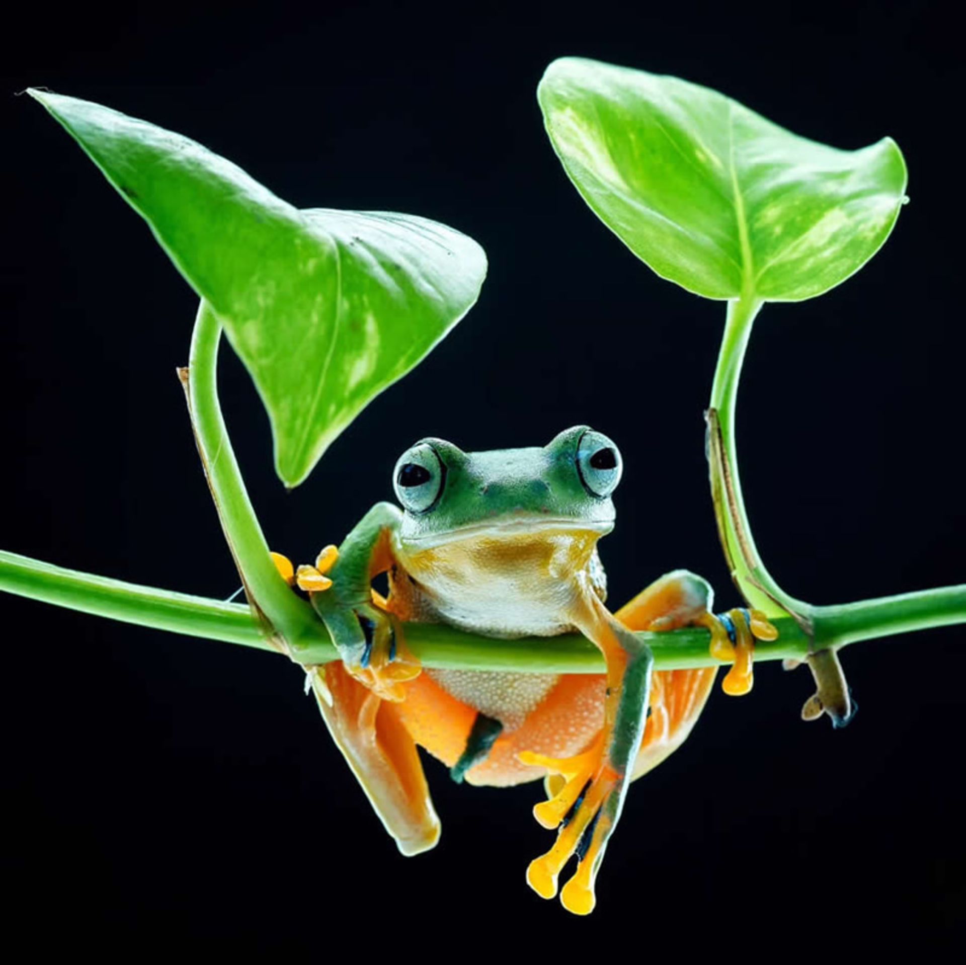 قورباغه ای بر شاخه ای سبز