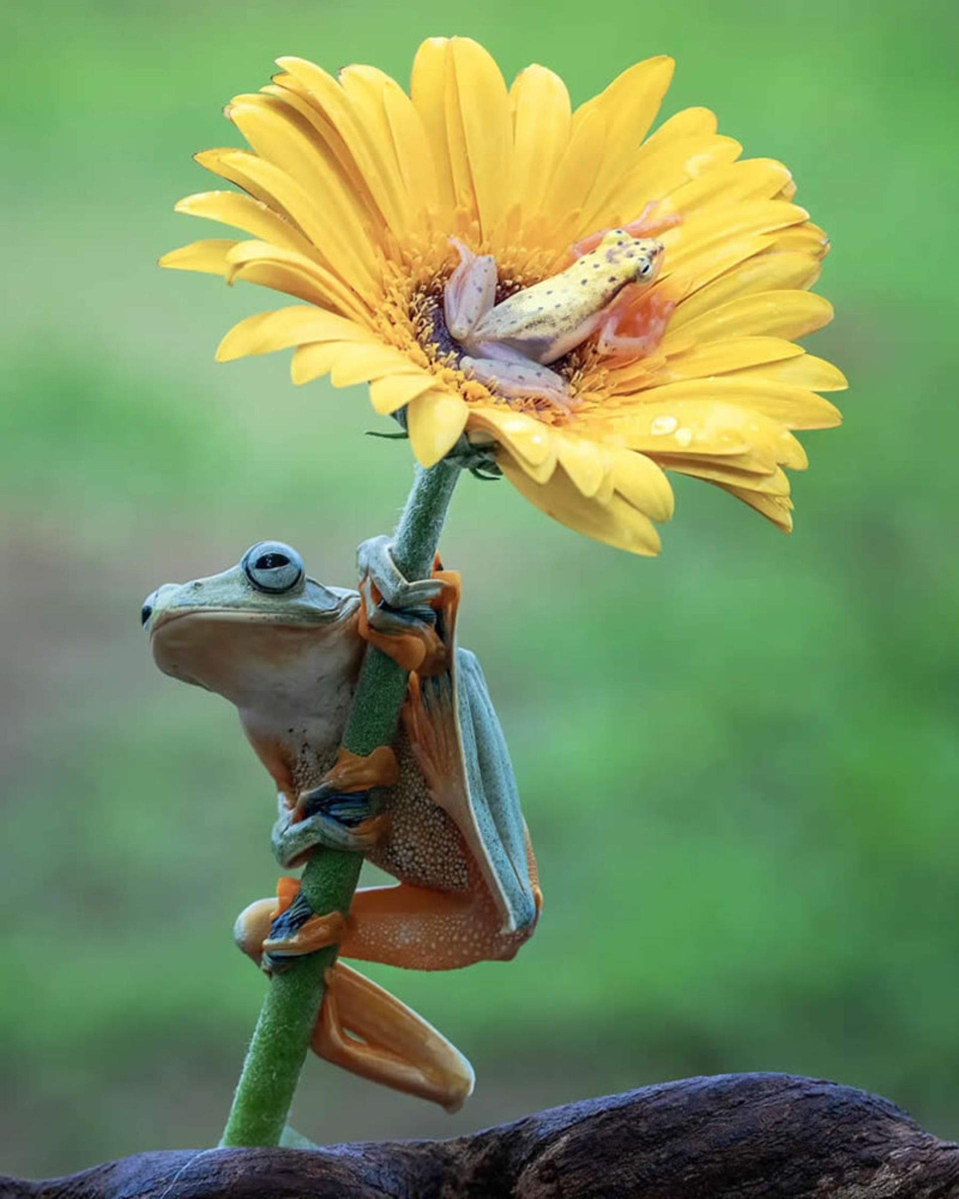 قورباغه ای بر ساقه گل زرد