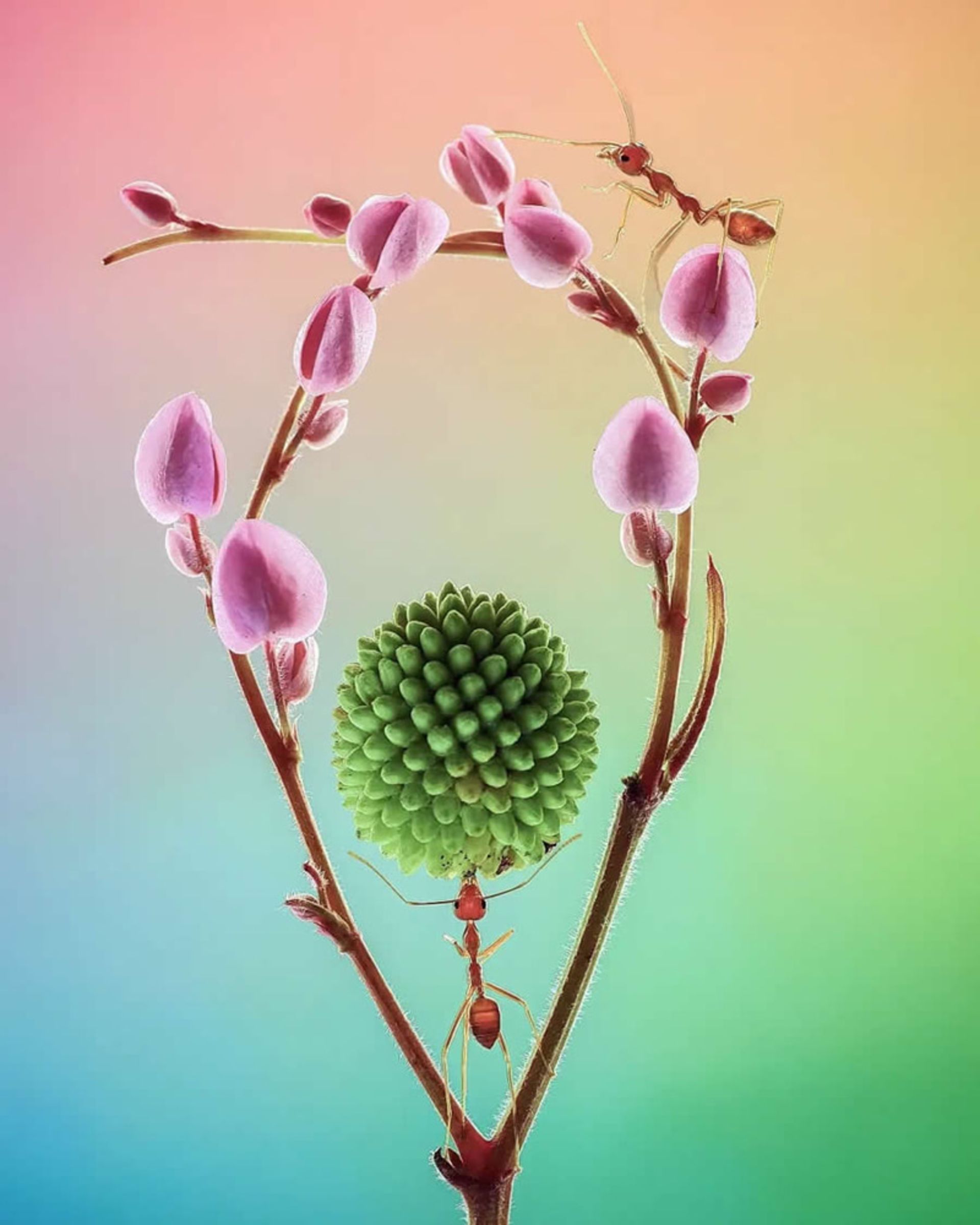 مورچه ها روی گل اشک عروس