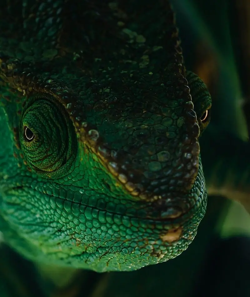 آخوندان (Chameleon) سبز رنگ با بافت پوست برجسته در طبیعت ماداگاسکار