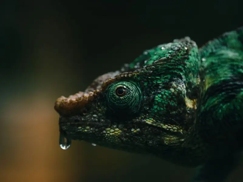 آخوندک (Chameleon) سبز با قطره آب روی دهان در طبیعت